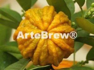 casca de laranja